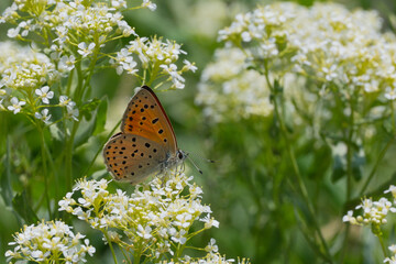Lycaenidae / Küçük Ateş / Lesser Fiery Copper / Lycaena thersamon