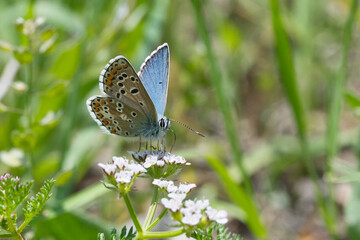 Lycaenidae / Çokgözlü Mavi / Common Blue / Polyommatus icarus