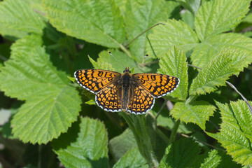  İparhan » Melitaea cinxia » Glanville Fritillary