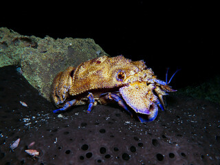 Slipper lobster at night 