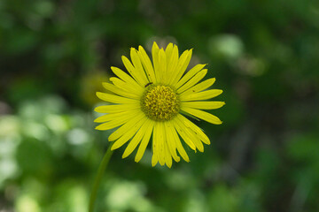 Obraz premium yellow dandelion flower