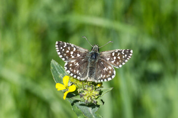 Hesperiidae / Ebegümeci Zıpzıpı / Grizzled Skipper / Pyrgus malvae