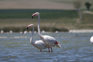 flamingo, bird, pink, animal, nature, water, zoo, wildlife, beak, red, flamingos, birds, feathers, feather, neck, lake, exotic, wild, tropical, white, beautiful, phoenicopterus, standing, leg, orange