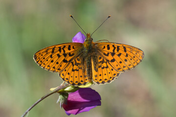 Nymphalidae / Beyaz İnci / Pearl-bordered Fritillar / Boloria euphrosyne