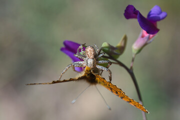 dragonfly on flower