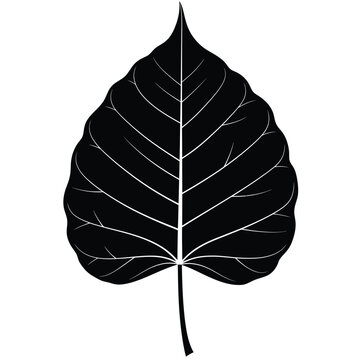 Single bodhi leaf silhouette black and white