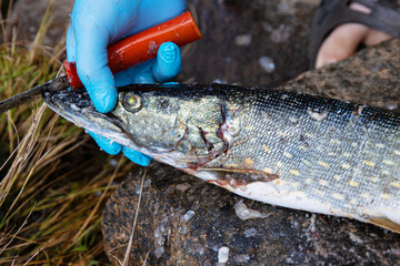 Closeup of a freshly caught pike being cleaned with a red handled knife on a rock surface. A person...