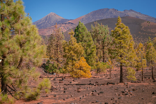 View to Volcan El Teide from mountain Forest in Tenerife