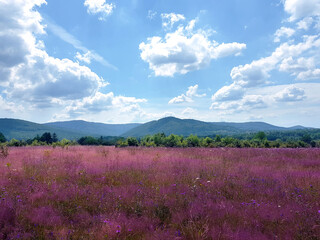 Mountain landscape natural travel background in the summer season. Heather color meadow