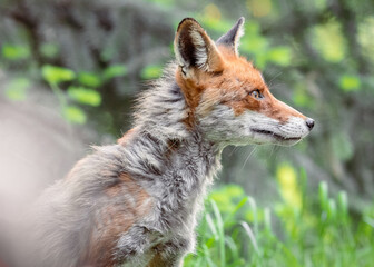 red fox vulpes