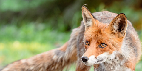 red fox portrait