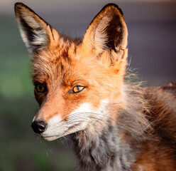 red fox portrait