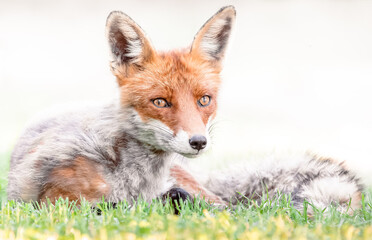 red fox closeup