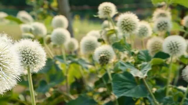 Enchanting Field of Echinops Sphaerocephalus Flowers