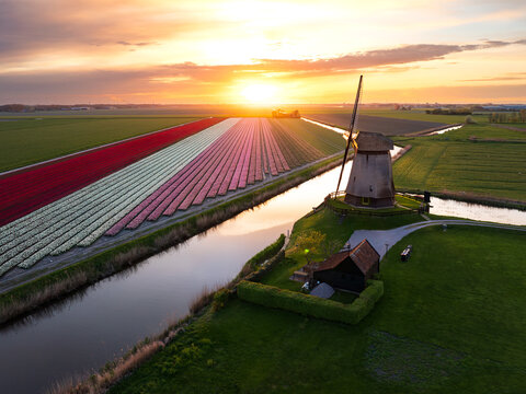 Golden Hour Over Dutch Tulip Fields: A Timeless Dance of Color, Culture, and Nature