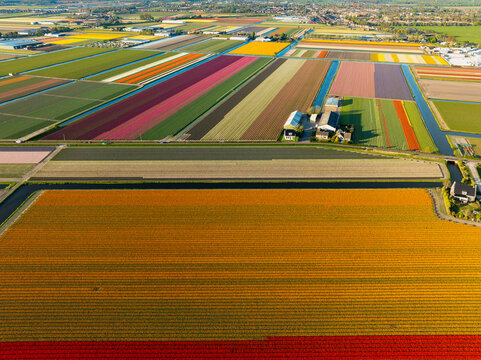 Golden Hour Over Dutch Tulip Fields: A Timeless Dance of Color, Culture, and Nature