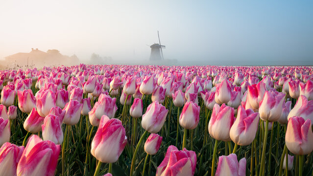 Fields of Purity and Tradition: A Tranquil Journey Through the Dutch Countryside at Tulip Bloom