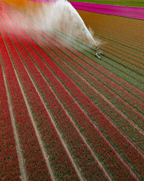 Fields of Bloom and Tradition: Aerial Journey Through the Netherlands
