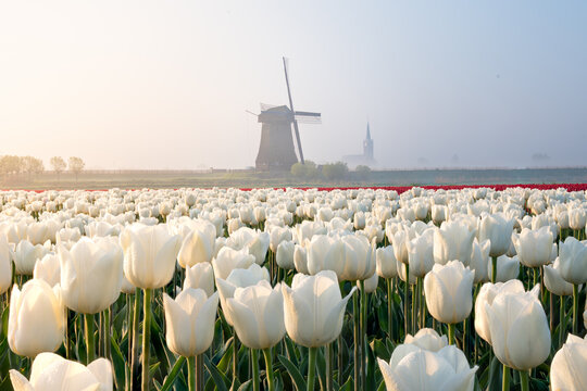 Fields of Purity and Tradition: A Tranquil Journey Through the Dutch Countryside at Tulip Bloom