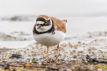 Little ringed plover (Charadrius dubius), bird standing on the lake shore