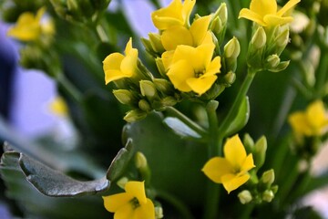Close-up of yellow Kalanchoe flowers highlighted, with green buds and leaves in the background,...