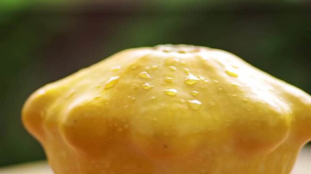Glistening Yellow Pattypan Squash Freshly Harvested From Local Garden