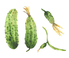 Cucumber plant hand painted in watercolor. Green fruit in various ripening stages vegetables with yellow flowers, and small buds. Realistic botanical clipart for food isolated from white background