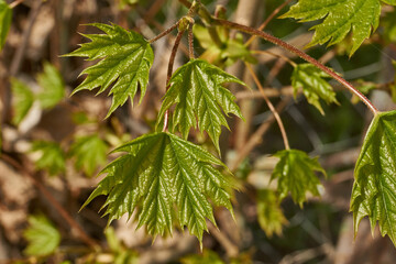 From the leaf buds of the holly maple (Lat. Acer platanoides) the leaves unfolded. Holly maple, or sycamore maple is a woody plant a species of the genus Maple (Acer) of the Sapindaceae family.