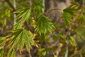 From the leaf buds of the holly maple (Lat. Acer platanoides) the leaves unfolded. Holly maple, or...