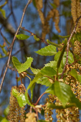The stamen earrings of the birch bloomed in early spring before the leaves appeared.