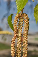 The stamen earrings of the birch bloomed in early spring before the leaves appeared.