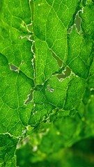 Fototapeta premium Close up of insect eaten leaf creating delicate lace like pattern with jagged edges Natures artwork in decay