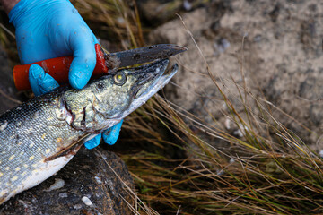Closeup of a freshly caught pike being cleaned with a red handled knife on a rock surface. A person...