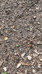 Natures details at your feet Explore the forest floor with a mix of pinecones twigs leaves and earthy textures Ideal for nature lovers and environmental concepts