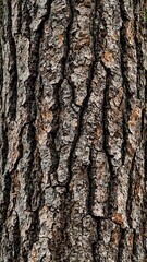 Obraz premium Detailed close up of redwood tree bark with intricate cracks and grooves showcasing natures unique textures