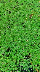Tranquil pond reflecting lush green duckweed and water plants creating a serene natural pattern