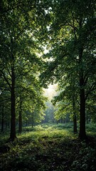 Fototapeta premium Lush forest floor bathed in dappled sunlight from intricate layers of tree canopy shadows Serene nature pattern