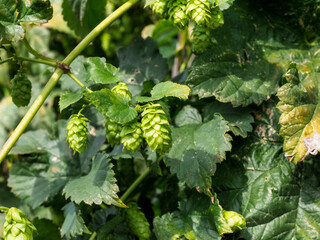 Hop cultivation for beer production