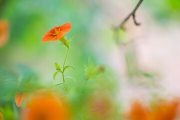 Orange petunias in the garden. Shallow depth of field