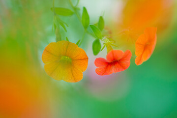 Orange petunias in the garden. Shallow depth of field