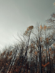 Scenic autumn forest view.