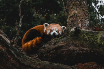 A red panda sleeping in a tree
