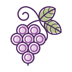 Fototapeta premium Monoline Grape Bunch Icon With Spiral Stem And Rou 