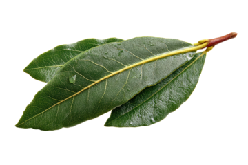 PNG Fresh bay leaves isolated on black background with water droplets
