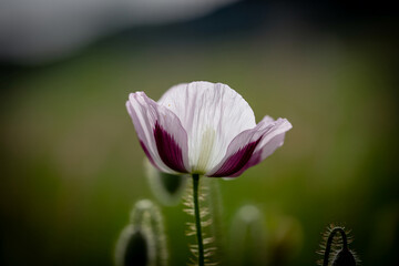Fototapeta premium Delicate white poppy flower softly illuminated against a blurred green background creating a serene peaceful image
