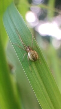 spider on a leaf