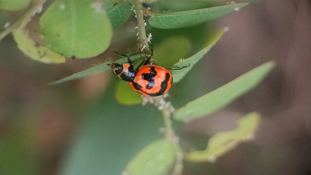 ladybug on a leaf