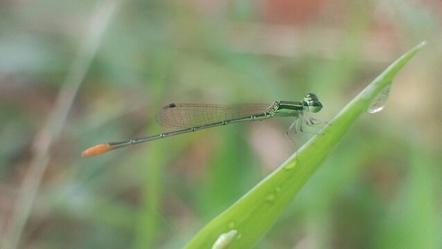 litle dragonfly on a leaf