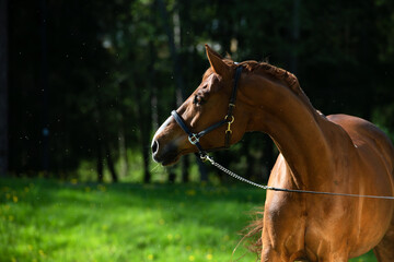 portrait of beautiful chestnut  sportive horse against green grass field