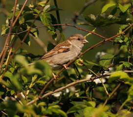 house sparrow 